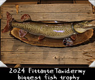 2024 Fittante Taxidermy 43-inch biggest fish trophy won by Joseph Lemancik guided by Darrel Fritz